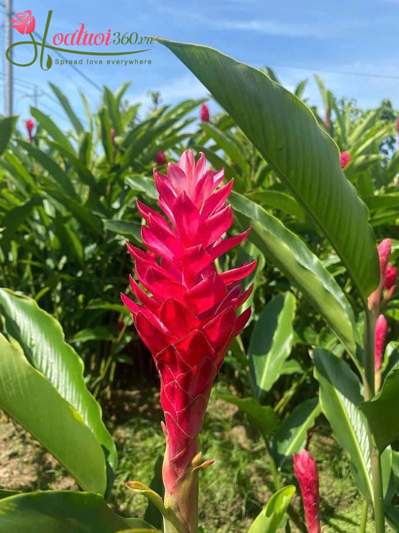 Đặc điểm nổi bật của hoa hạnh phúc