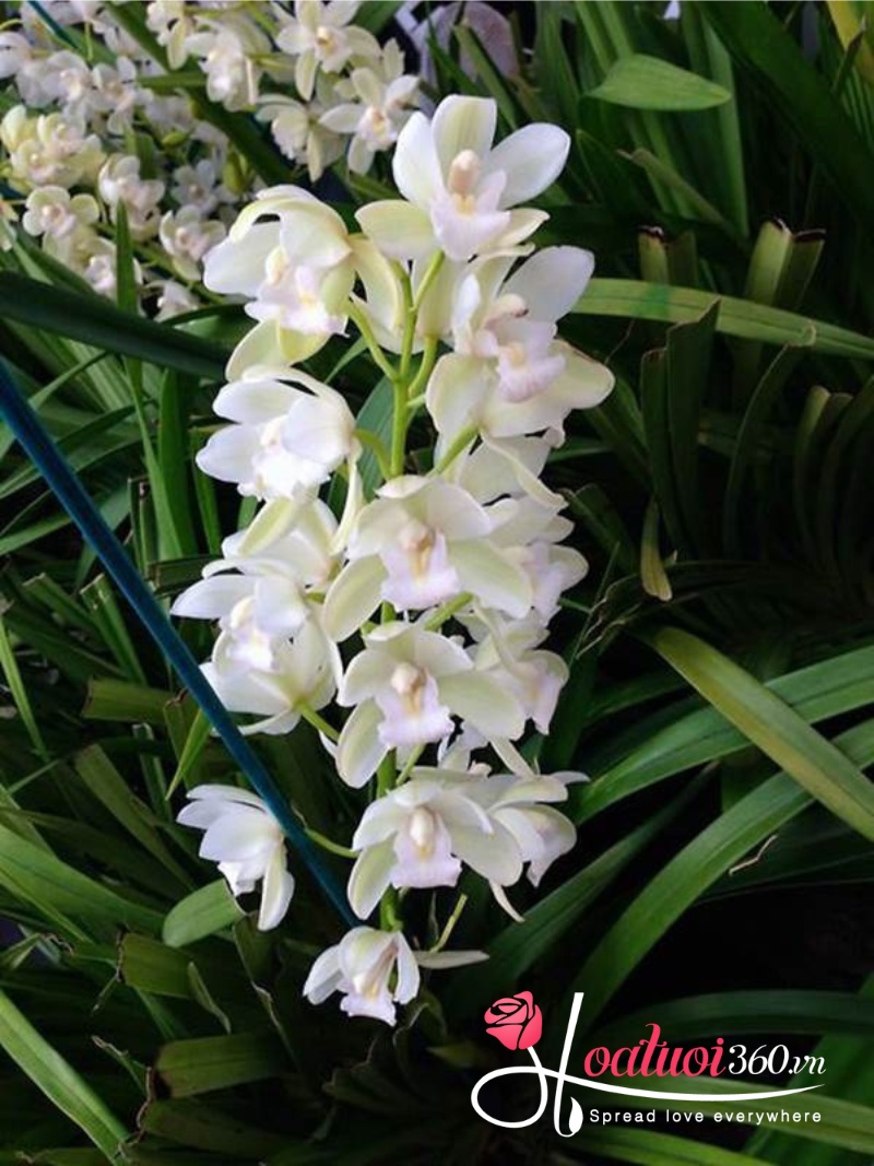 Đặc điểm hoa địa lan trắng