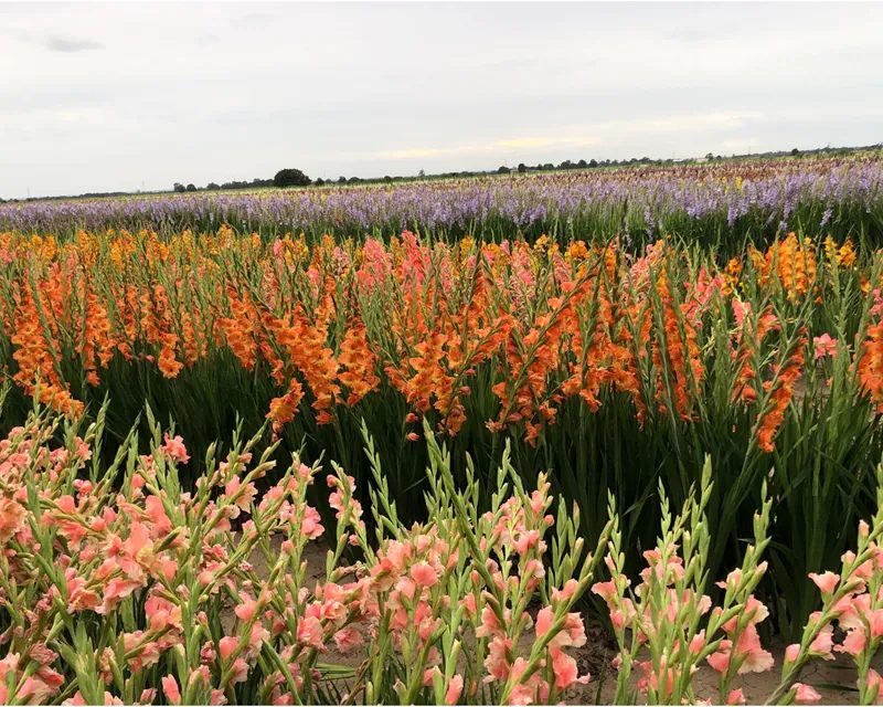 Đặc điểm hoa lay ơn