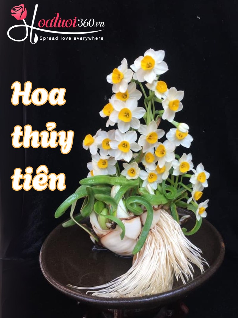 Đặc điểm hoa thủy tiên
