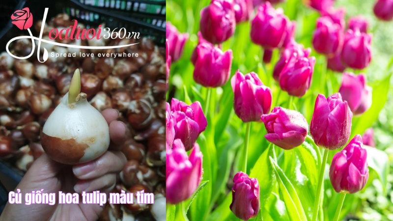 Đặc điểm hoa tulip tím