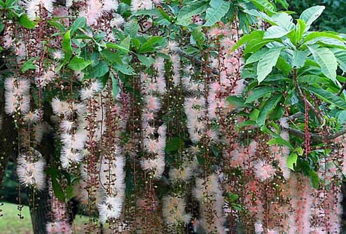Dấu hiệu cây lộc vừng ra hoa 