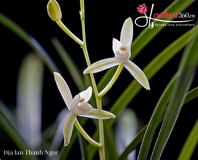 Hoa địa lan trắng Thanh Ngọc
