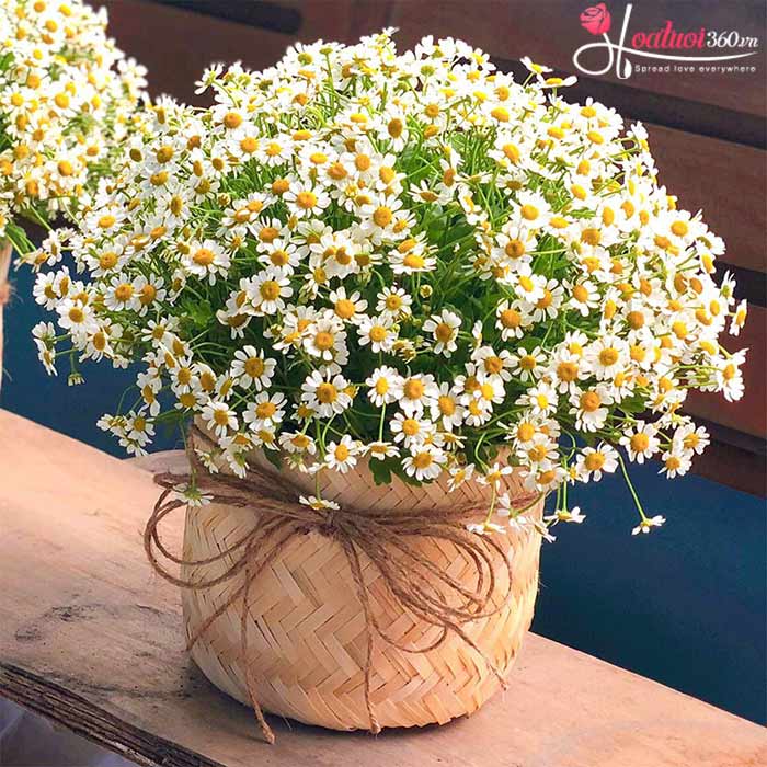 Giỏ hoa cúc tana mộc mạc giản đơn