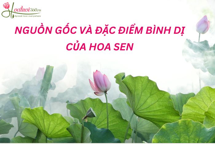 Giới thiệu về hoa sen 