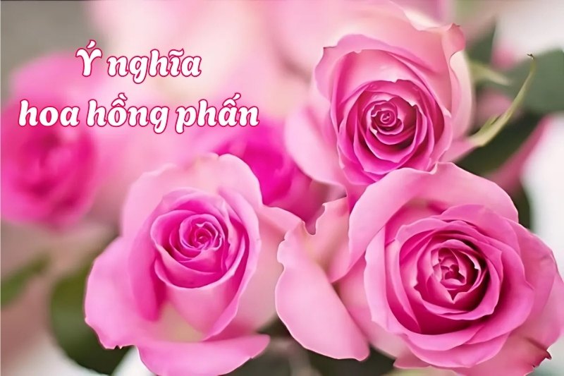 Ý nghĩa hoa hồng phấn trong văn hóa tặng quà
