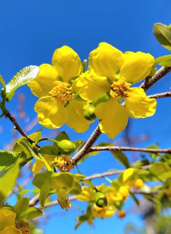 Hình ảnh hoa mai Tết đẹp
