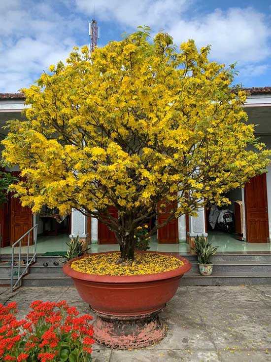 Hình ảnh hoa mai Tết đẹp nhất 