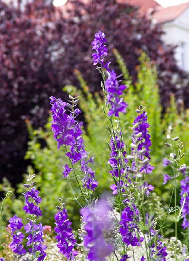 Hoa Violet tím dưới nắng đẹp mê hồn