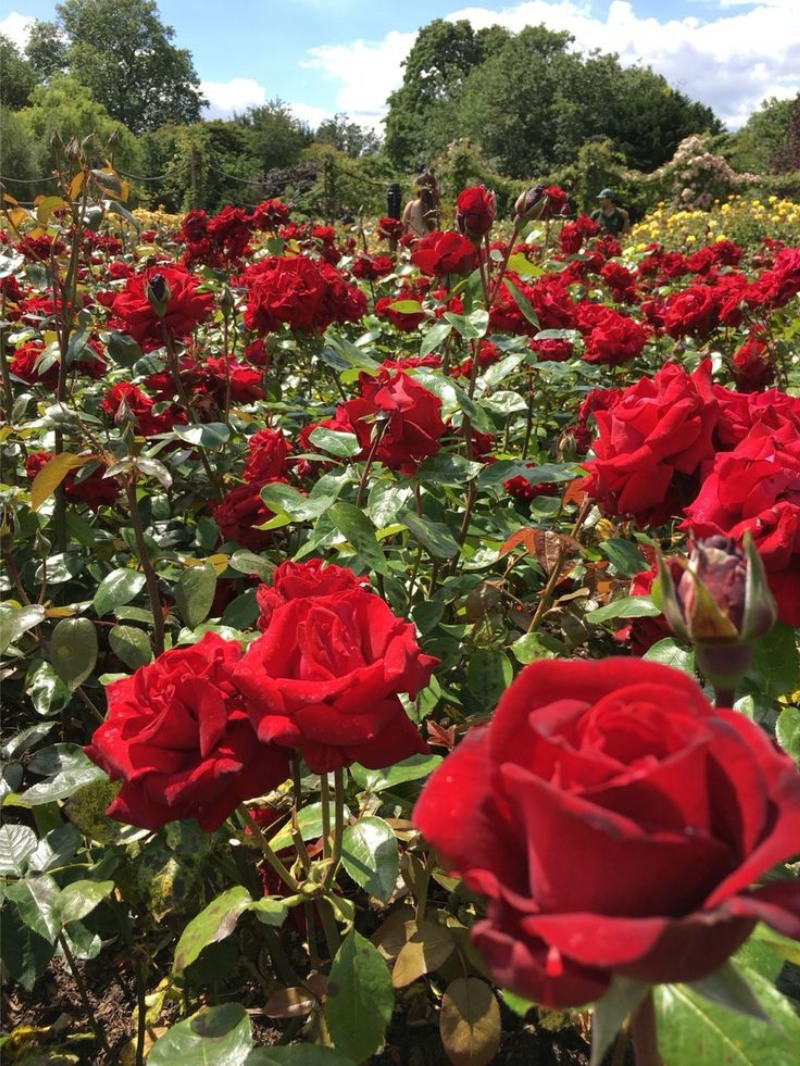 Vườn hoa hồng đỏ thắm tươi đẹp