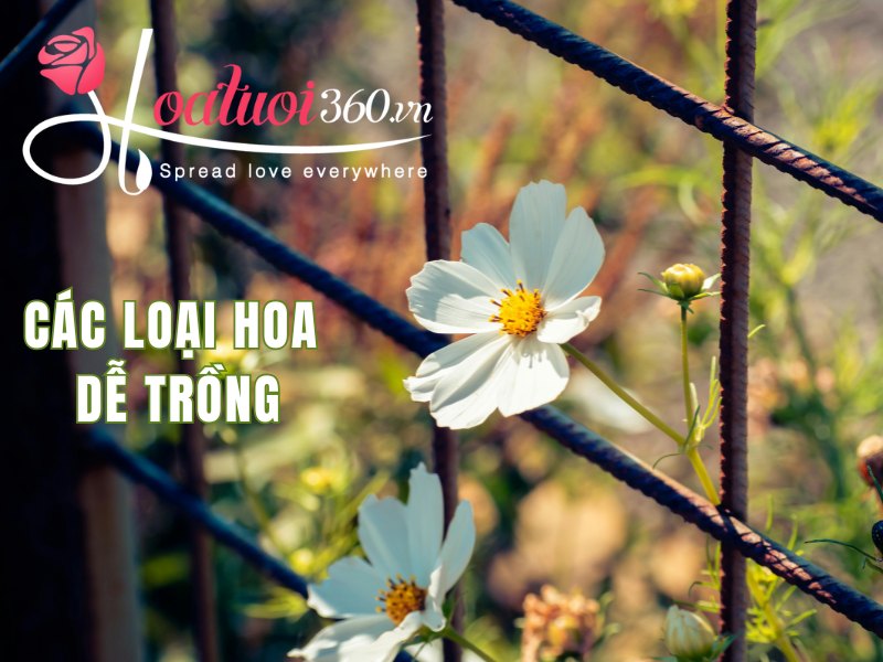 Đặc điểm của các loại hoa dễ trồng
