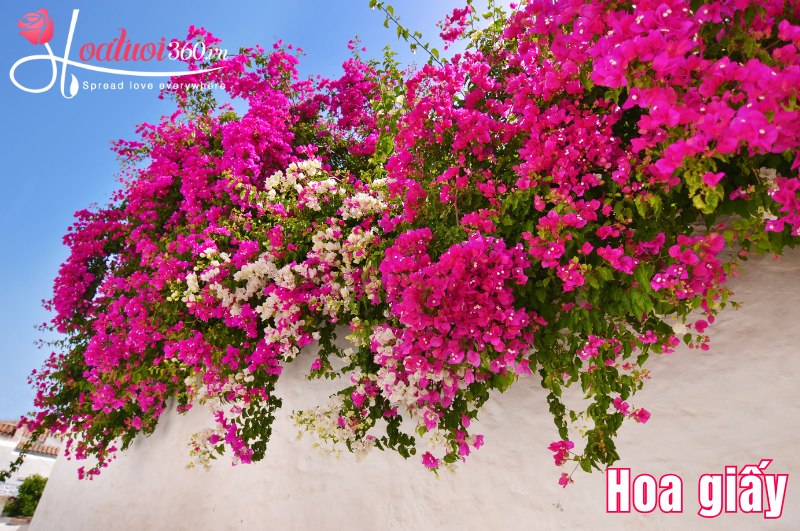 Hoa giấy loài hoa dễ trồng ở Việt Nam 