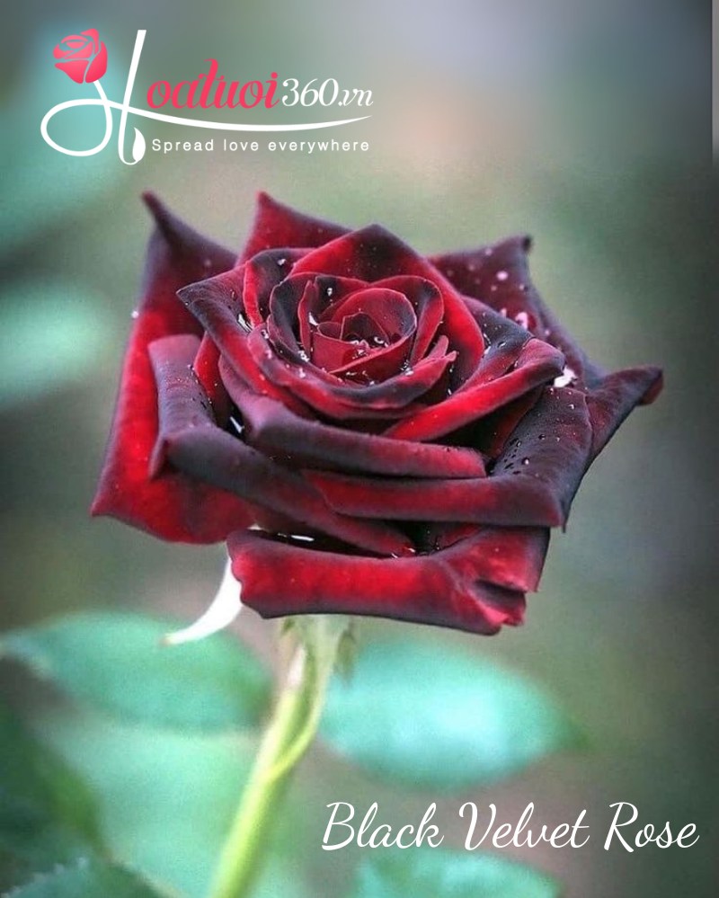 Hoa hồng đen Black Velvet