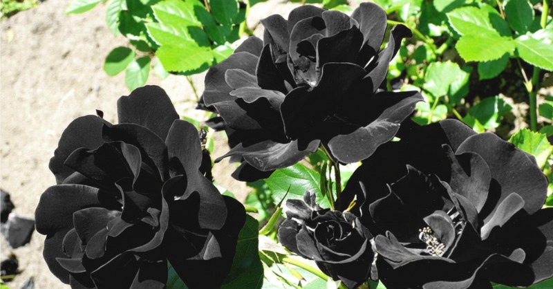 Hoa hồng đen có ý nghĩa gì