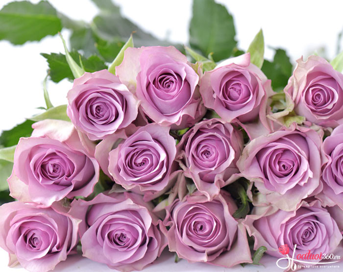 Hoa hồng tím - Loài hoa chia buồn màu tím phổ biến trong tang lễ