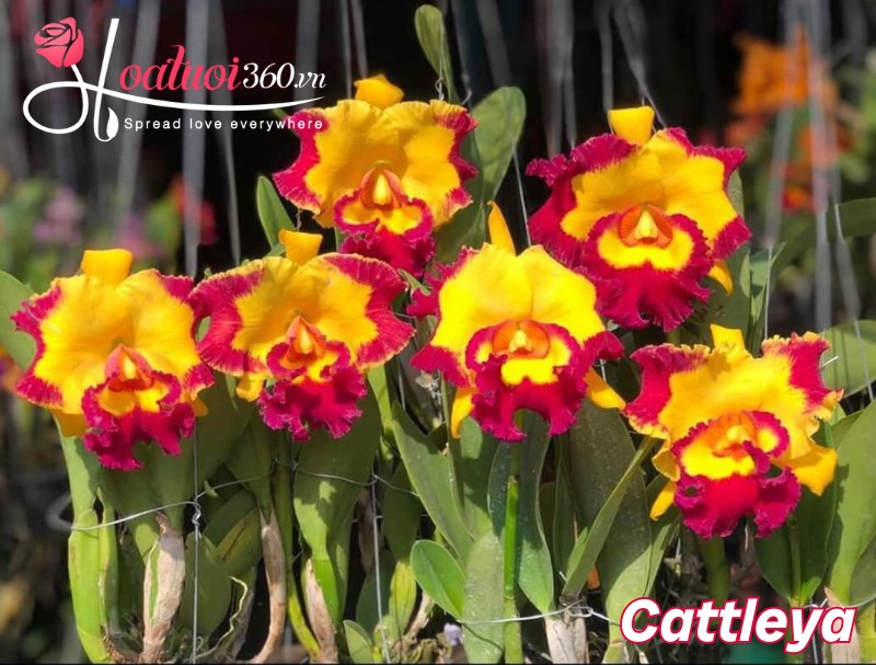 Hoa lan cattleya giá rẻ chỉ từ 300.000 VNĐ