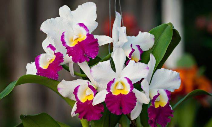 Hoa lan cattleya