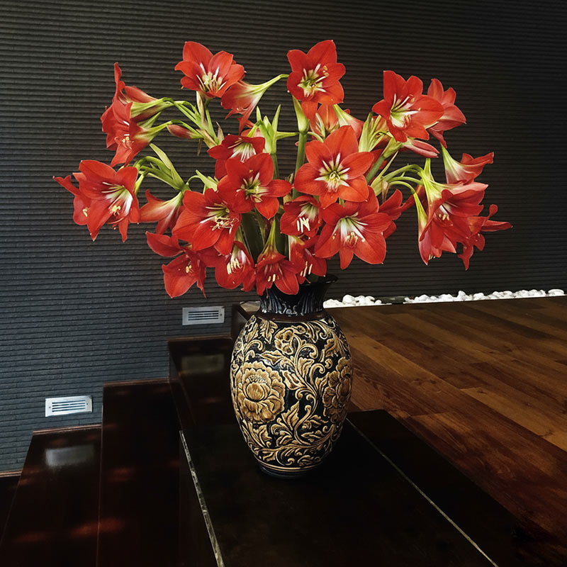 Hoa loa kèn đỏ có ý nghĩa gì