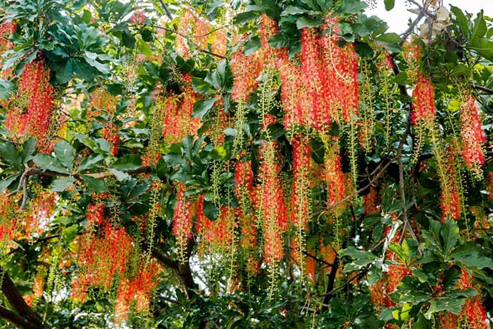 Vẻ đẹp thu hút của hoa lộc vừng đỏ 