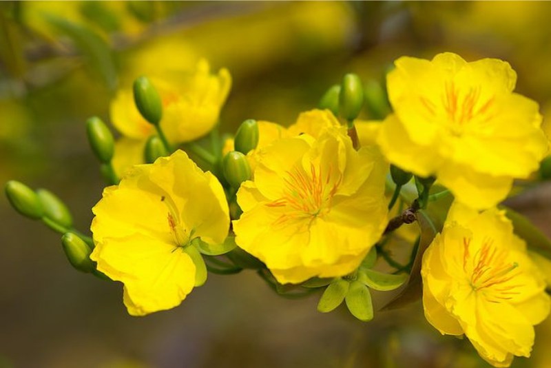 Hình ảnh hoa mai Tết đẹp