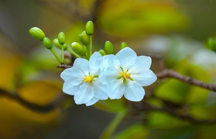 Hoa mai màu trắng 