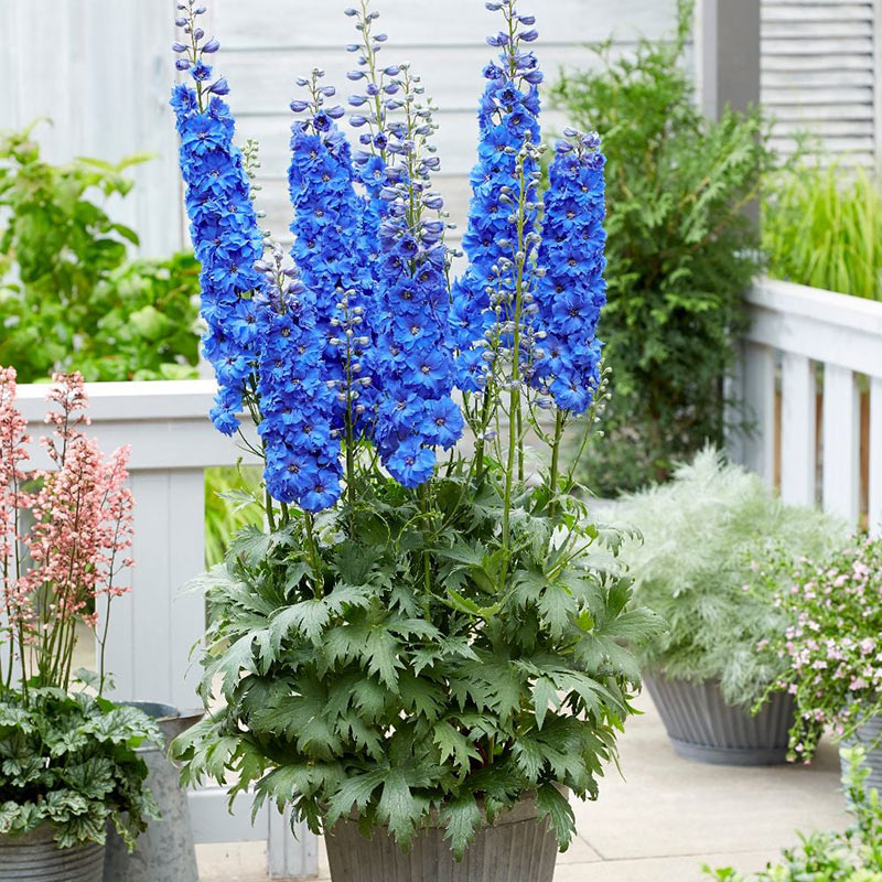 Chậu hoa phi yến xanh (Delphinium) trong vườn nhà