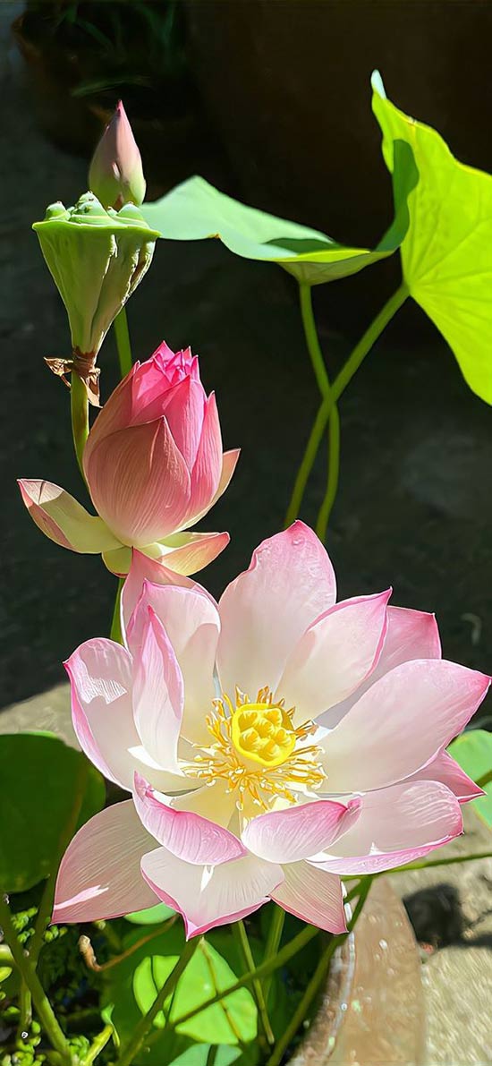 hình ảnh hoa sen đẹp nhất thế giới