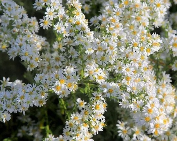 Hoa thạch thảo Aster ericoides