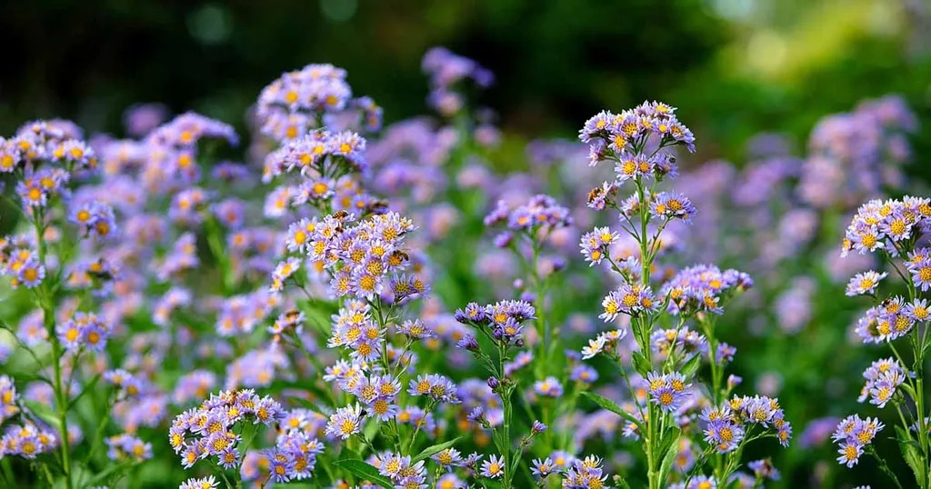 Hoa thạch thảo Aster tataricus 