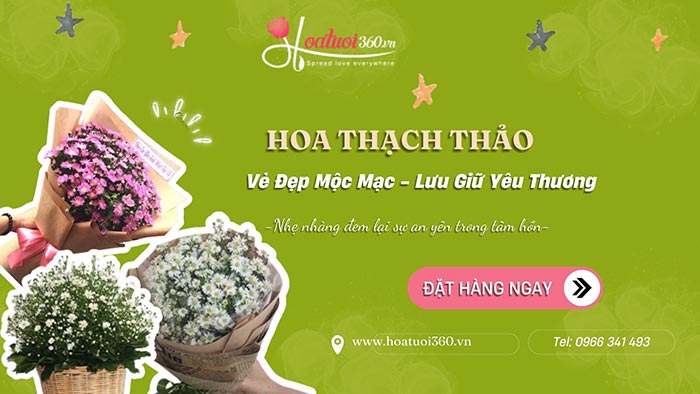 Giới thiệu về hoa thạch thảo