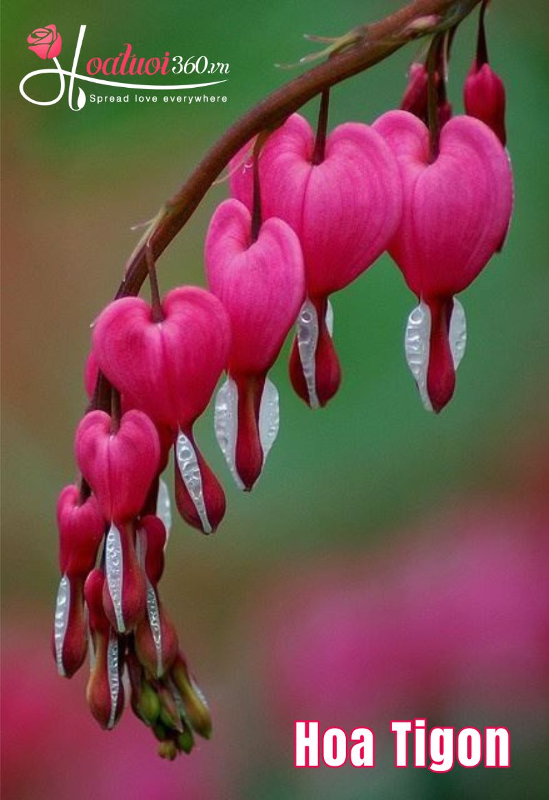 Các loại hoa dễ ngoài trời