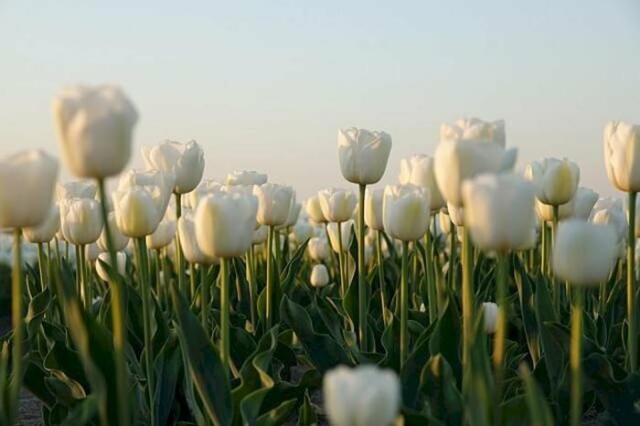 Hoa tulip trắng là loài hoa có vẻ đẹp giản dị nhưng sang trọng và quý phái