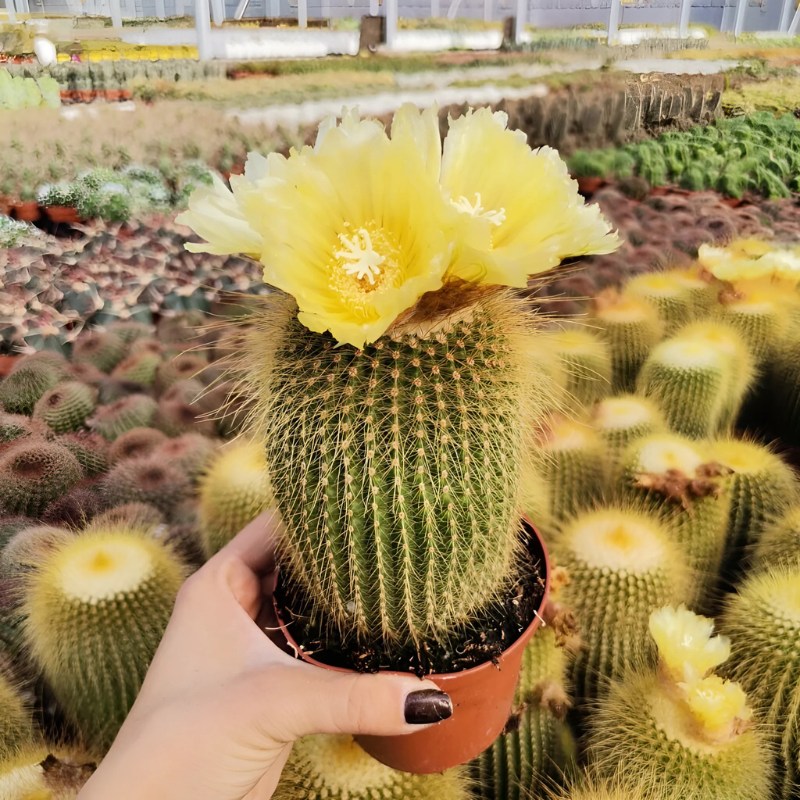 Hoa xương rồng len bụi nở hoa màu vàng