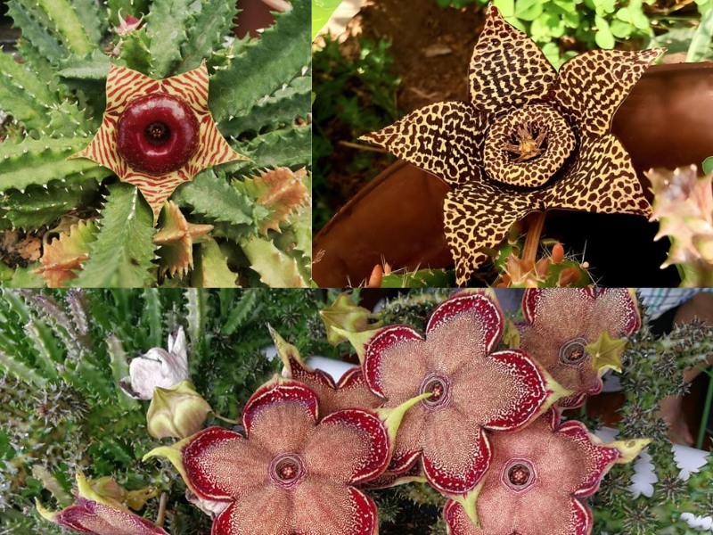 Hoa xương rồng sao biển