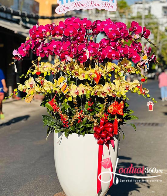 chậu lan hồ ddiepj tím mix màu vàng sang trọng trong ngày tết