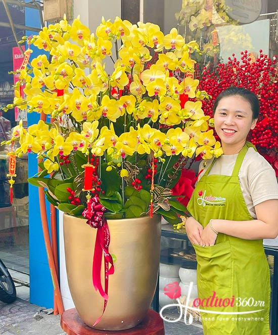 lan hồ điệp vàng chưng tết giàu sang, phú quý tài lộc đến nhà