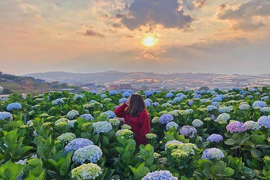 hoa cẩm cú cầu một tình yêu chân thành và bền chặt