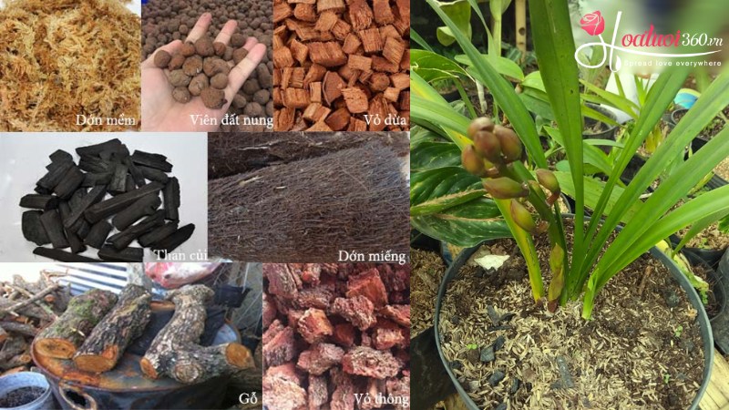 Các loại giá thể trồng địa lan trắng phổ biến