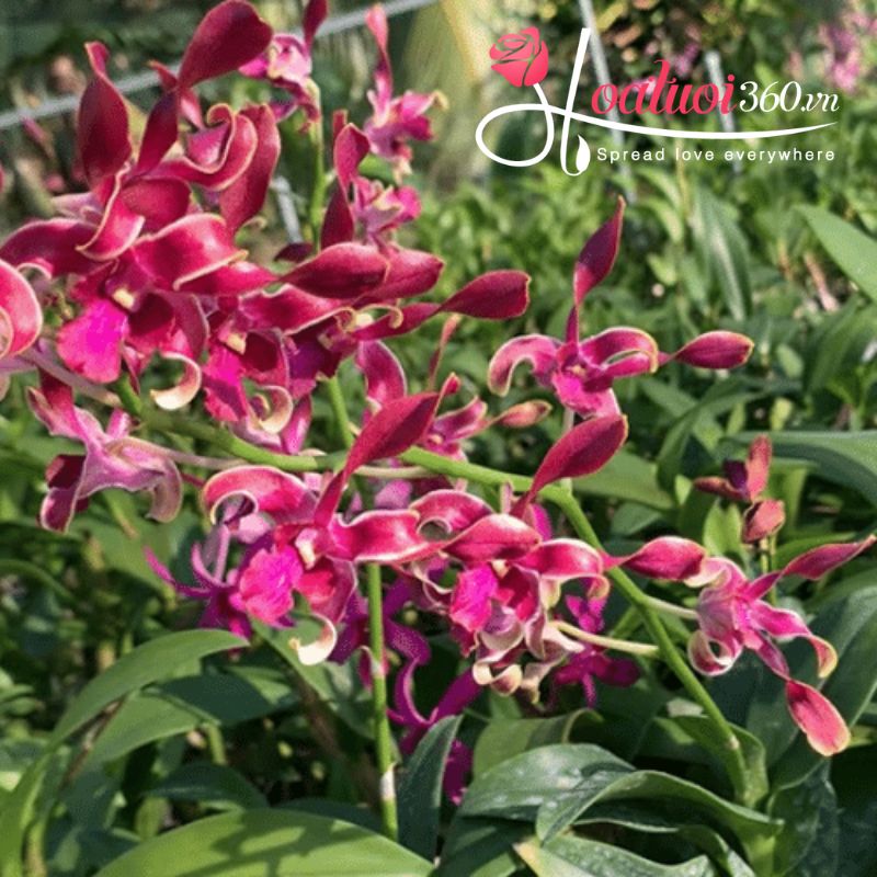 Lan dendro nắng giá rẻ chỉ từ 200K