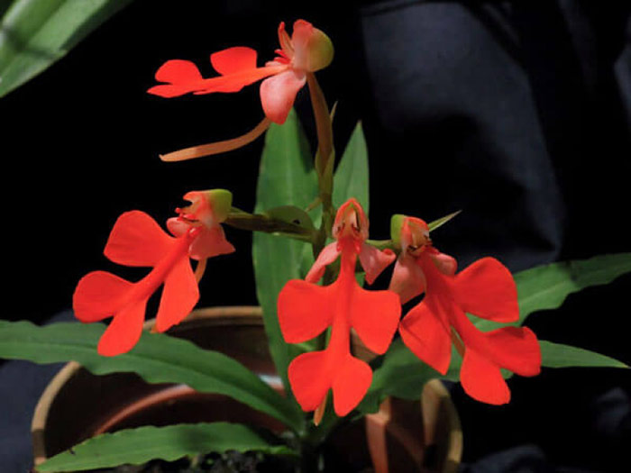 Màu sắc loài lan Kiến Cò quý hiếm khiến nhiều người không ngớt khen ngợi