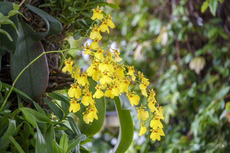 Lan rừng vữ nữ