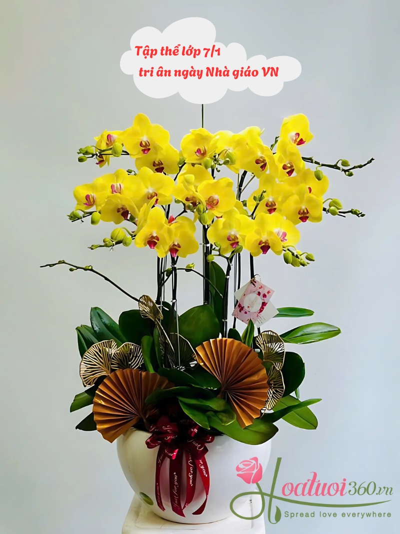 Hoa lan tặng thầy cô - Lẵng hoa chúc mừng ngày nhà giáo 20/11