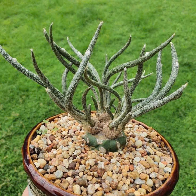 Astrophytum - Loài hoa xương rồng đẹp dáng thon dài