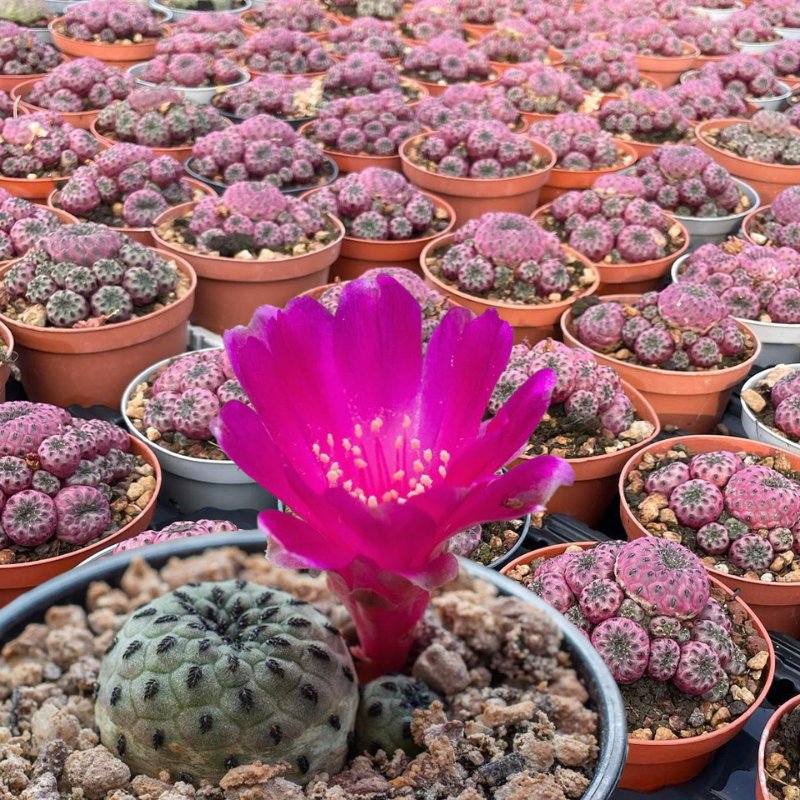 Loài hoa xương rồng đẹp màu tím