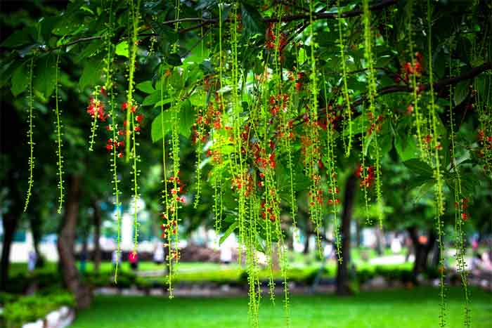 Nguồn gốc của cây hoa lộc vừng 
