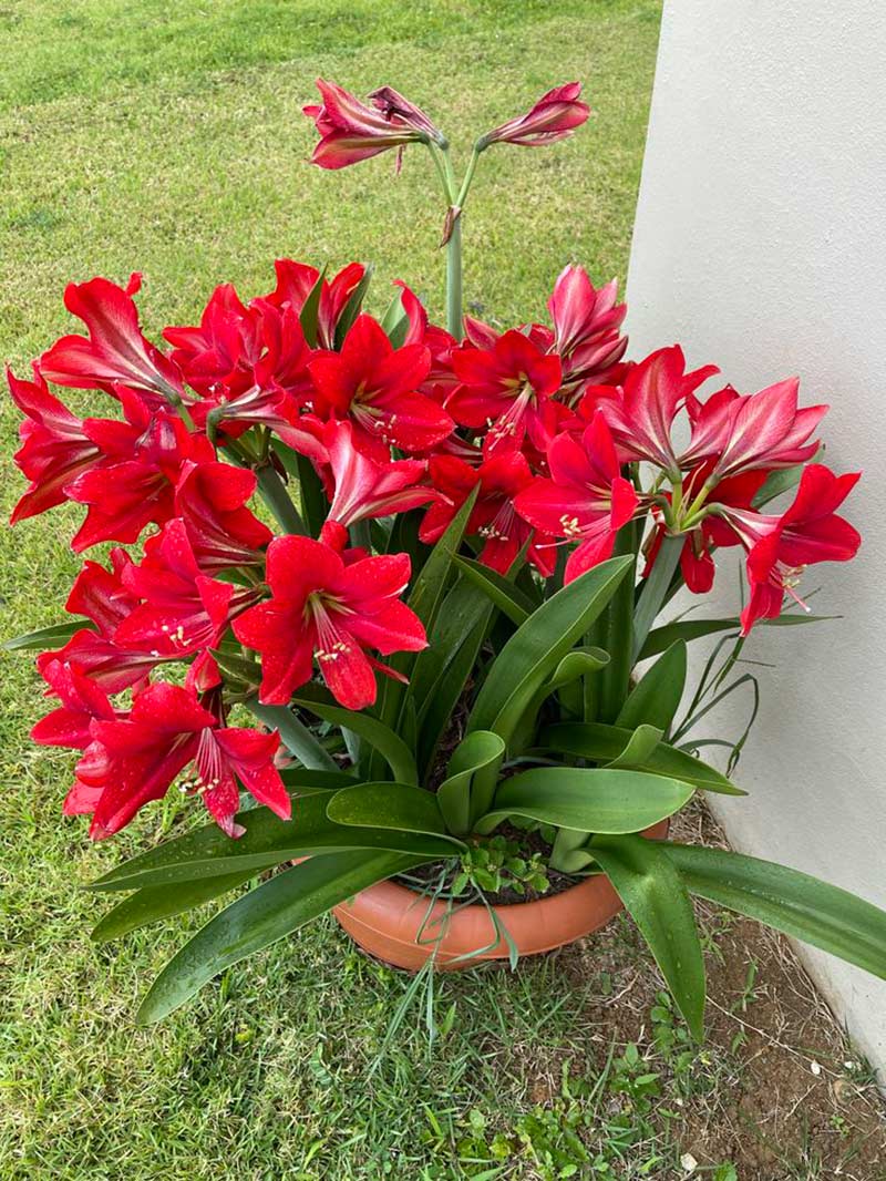 Nguồn gốc của hoa loa kèn màu đỏ