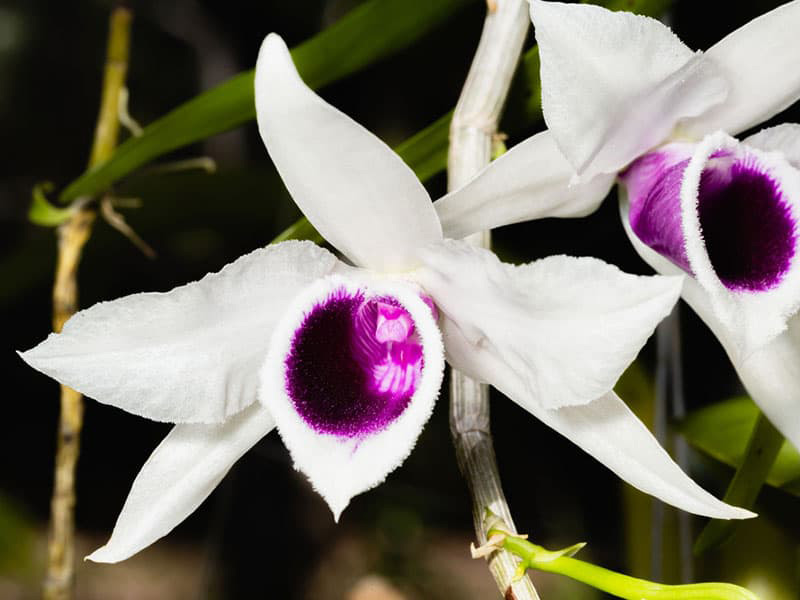 Phi Điệp loại lan rừng dễ trồng