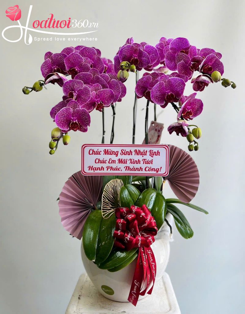 chậu lan hồ điệp cảm ơn