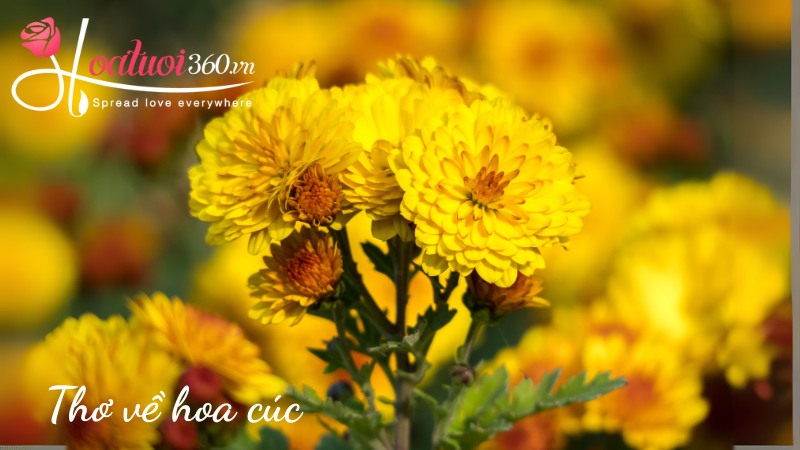 Thơ hay về hoa cúc gắn với tuổi học trò