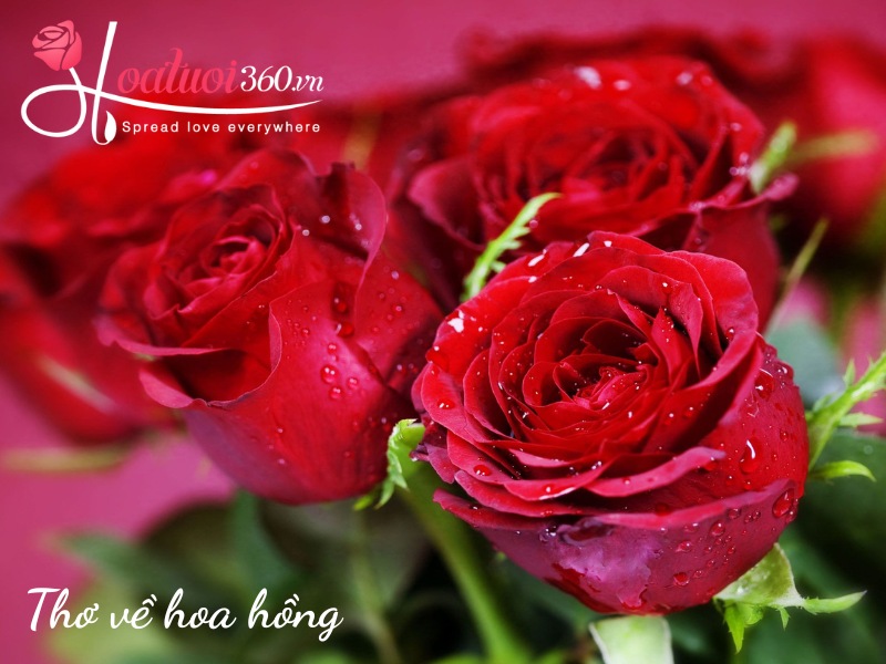 Bài thơ về hoa hồng và em